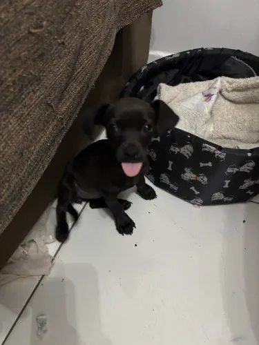 Vendo Pinscher