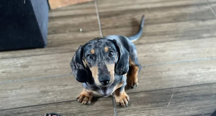 SALSICHA DACHSHUND MACHO(SALSICHA MOFADO) 