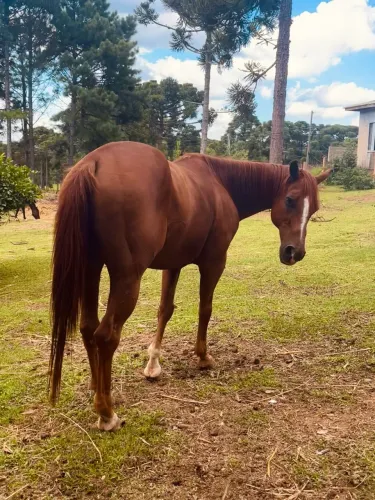 Cavalo a venda