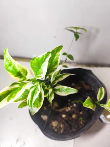 Sapatinho-do-Diabo Variegado / Planta Zigue-Zague - Muda no Vaso