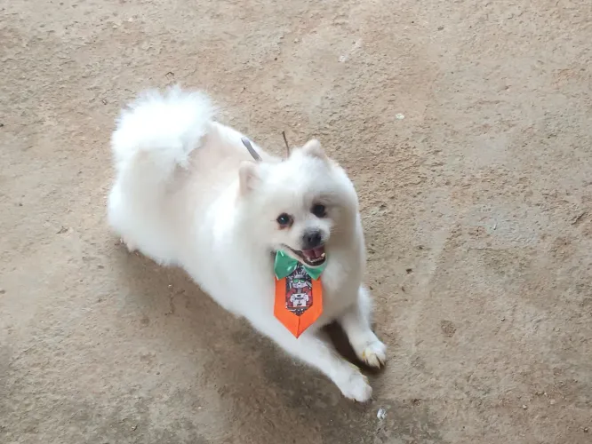 Spitz Alemão Macho