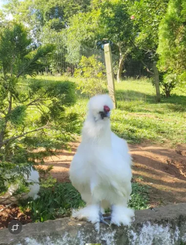 Galo branco Silkie padrão