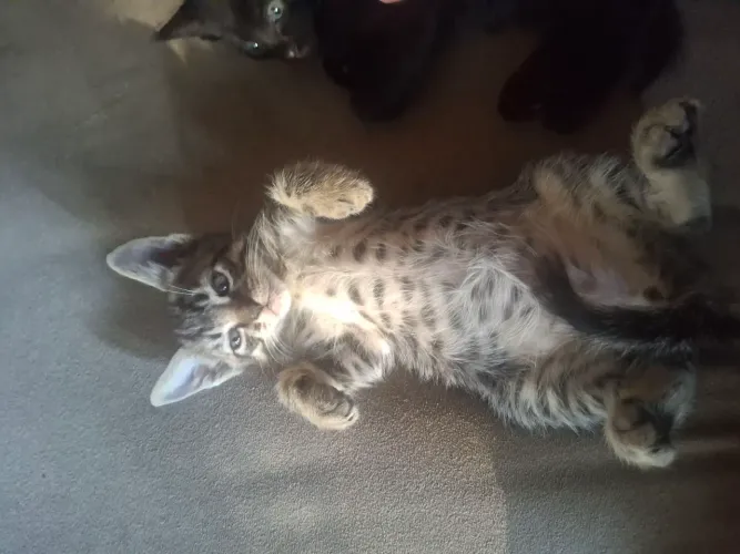 Doa-se gatinho macho