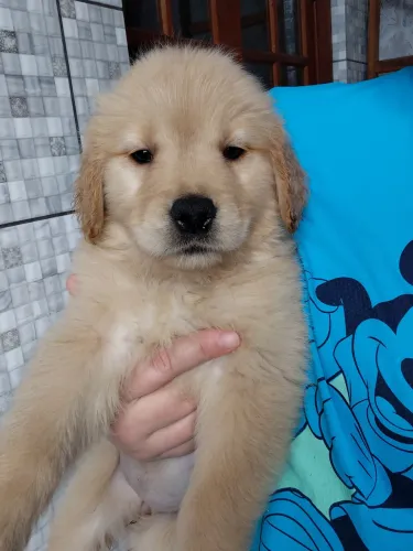 Femea golden retriever pronta entrega 