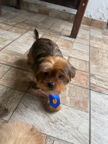 Vendo filhote de shih-tzu mini