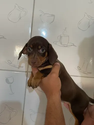 Cachorro salsicha chocolate
