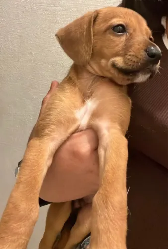 Doação de cachorrinho macho