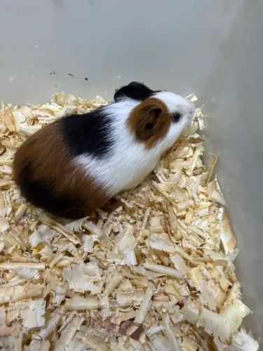 Porquinho da Índia 