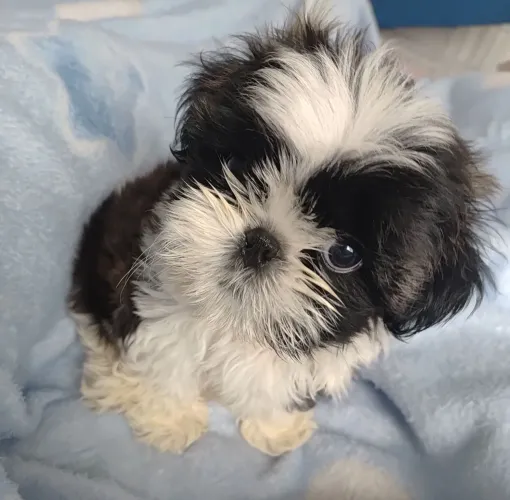 Filhote de Shih Tzu