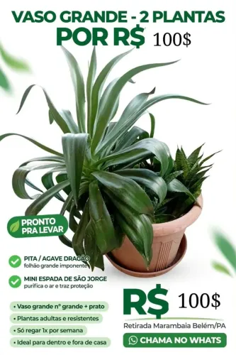 Vaso com plantas