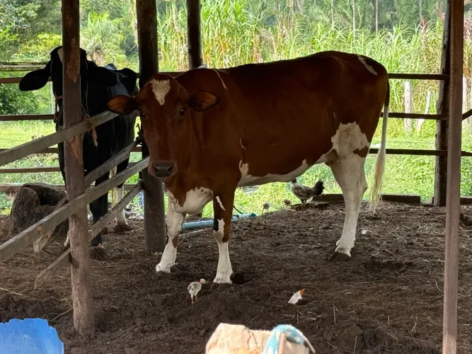 Vendem- vacas Girolanda leiteiras