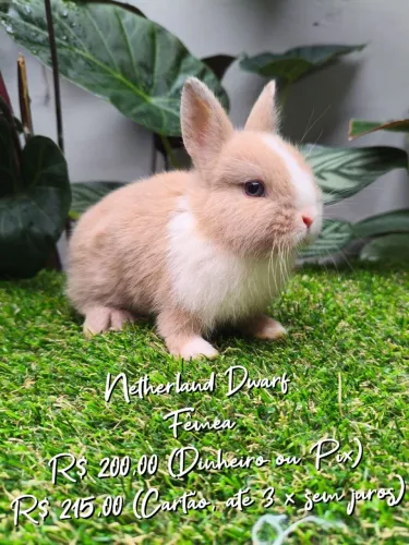 Coelho Anão Netherland Dwarf