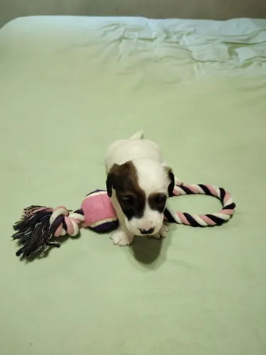 Jack Russell Terrier - filhote