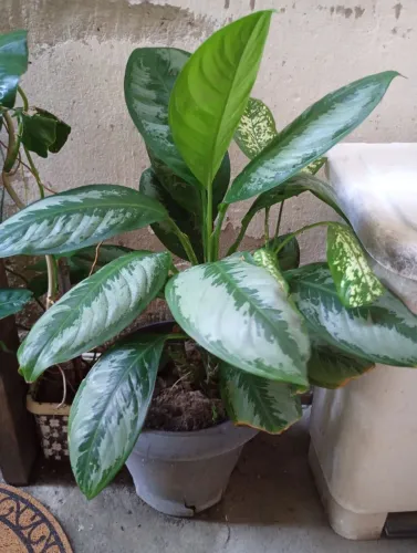 Planta Comigo ninguém pode 