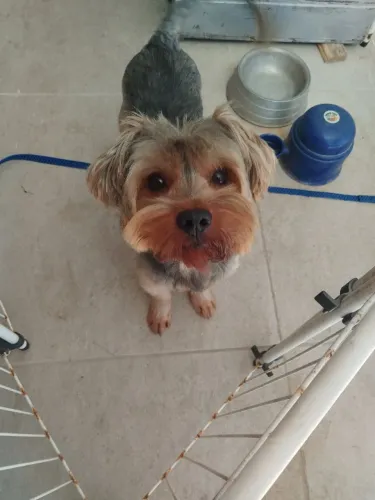 Yorkshire Terrier 