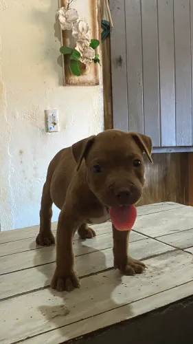 Filhote de Pitbull (doação)