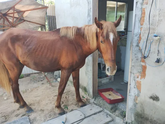 Vendo potra qudro de milha 7.000