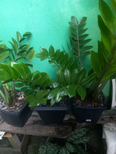 Plantas samiocuca