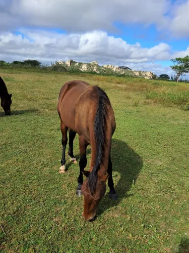 Cavalo