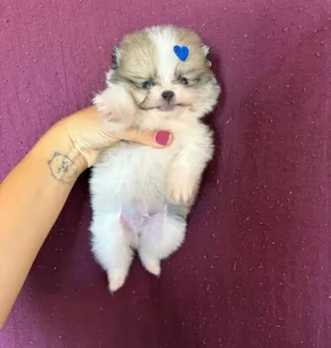 Lulu Pomerania