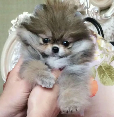 Spitz Alemão ursinho