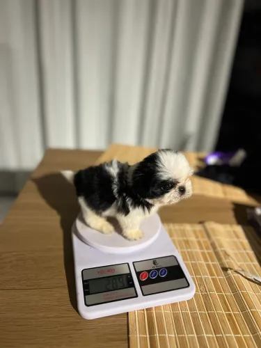 Shih Tzu Mini Machos