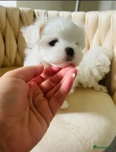Baby Maltês super dócil com contrato de compra e venda