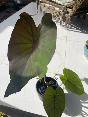 Muda de planta inhame roxo
