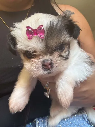 Vende-se cachorro Shitzu