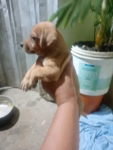 Doação de uma cachorrinha