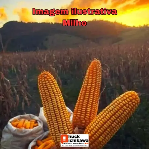 FAZENDA PARA ARRENDAMENTO DE MILHO JAPARATUBA/SE