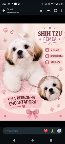 Shitzu fêmea a venda