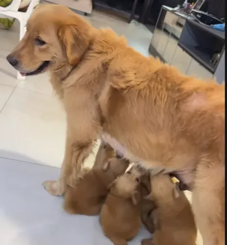 FILHOTINHOS DE GOLDEN PRA DOAÇÃO