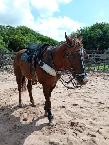 Cavalo PO de esteira