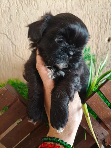 Shih Tzu macho micro