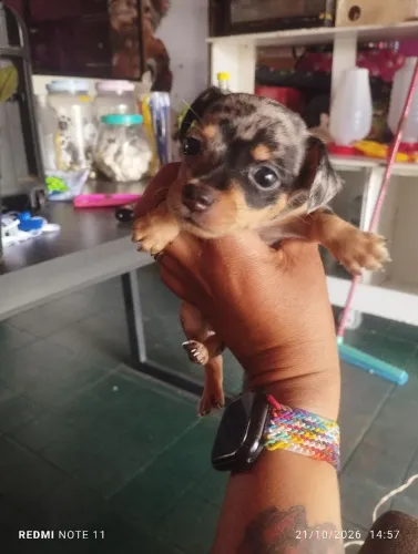 Pinscher número 1