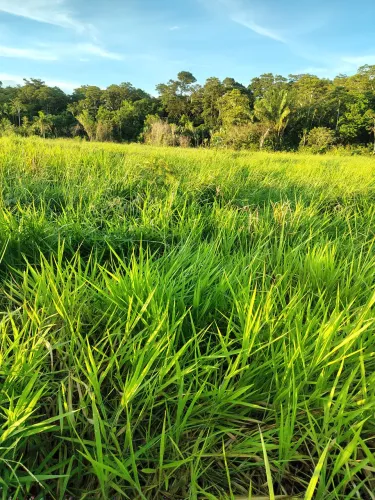Alugo 150 hectares 45 reais por animal *