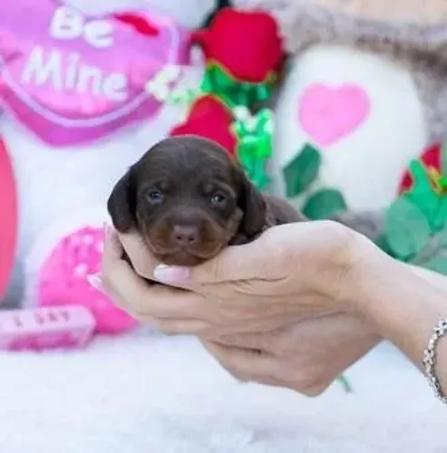 Dachshund,Dachshund Filhote Linda Linhagem Disponível