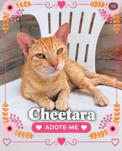 Gata para doação 