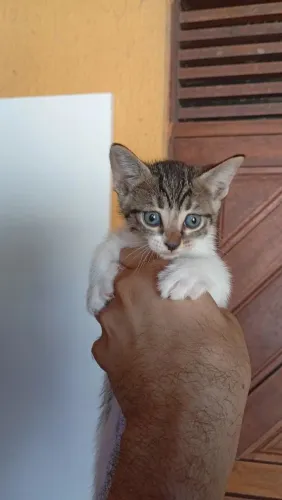 Doação gatos