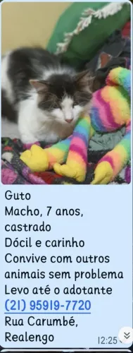 Doação de gatos