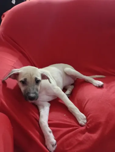 Cachorros para adoção