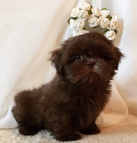 Shih tzu macho chocolate sólido