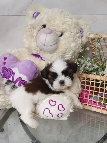RARIDADE Lindos fillhotinhos de Shih-Tzu, 3 meses