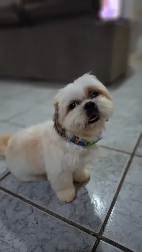 Cachorro shitsu 