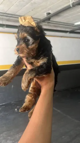 filhote Yorkshire Terrier, Seu novo melhor amigo pode estar te esperando agora mesmo!