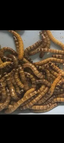 Tenébrio Gigante