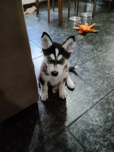 Husky Siberiano Filhote 3 meses
