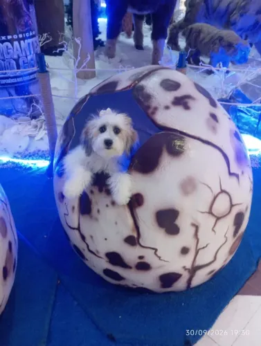 Cachorra poodle com Shitzu 