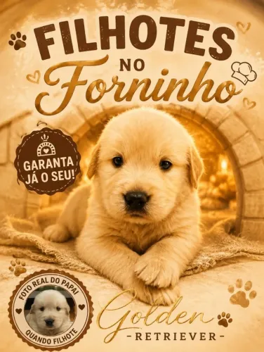Filhote de GOLDEN-c/pedigree -criação domestica.